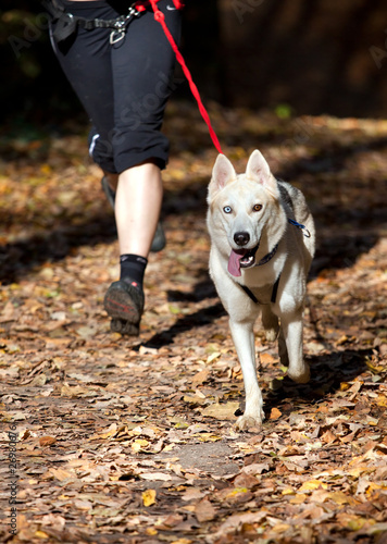 Obraz na plátně Siberian Husky