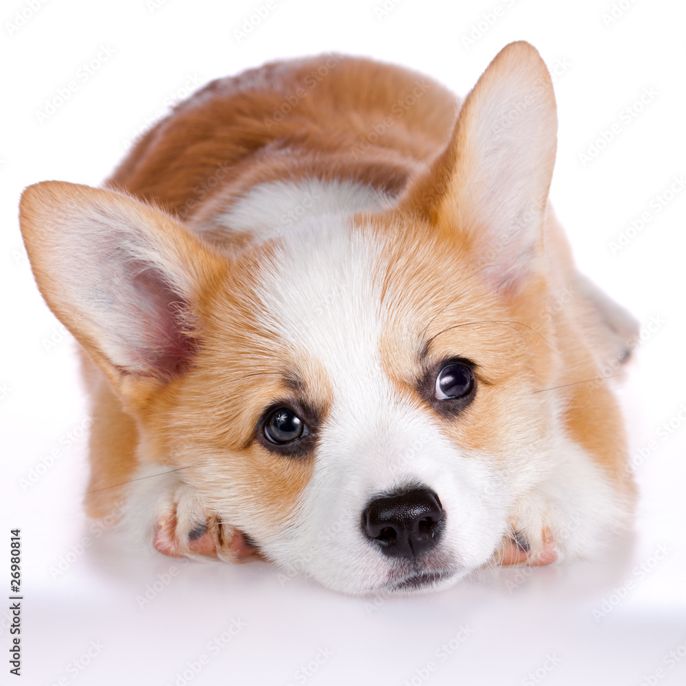 Pembroke Welsh Corgi puppy Pembroke Welsh Corgi puppy