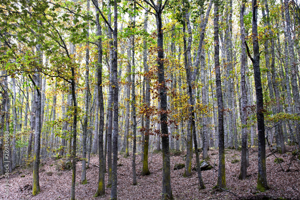 Fototapeta premium Monte Hijedo