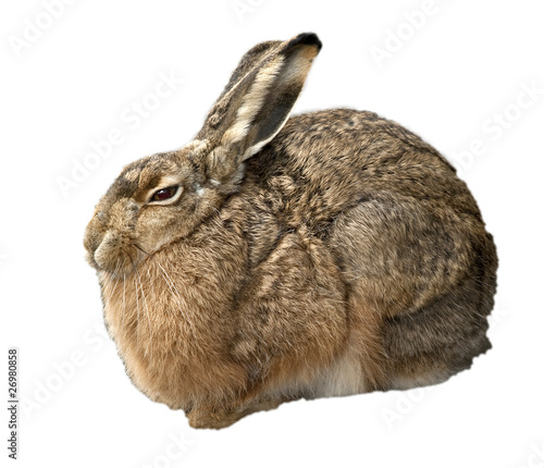 hare isolated on white