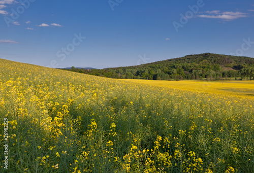 Yellow Meadow © Alexander Gutkin