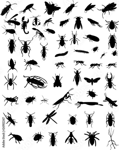 collection of 60 bugs - vector © paunovic