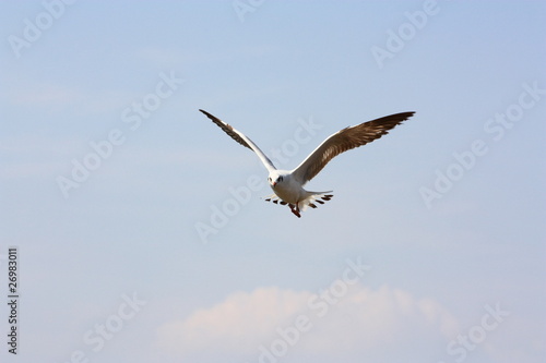 Seagull at BangPu in Thailand