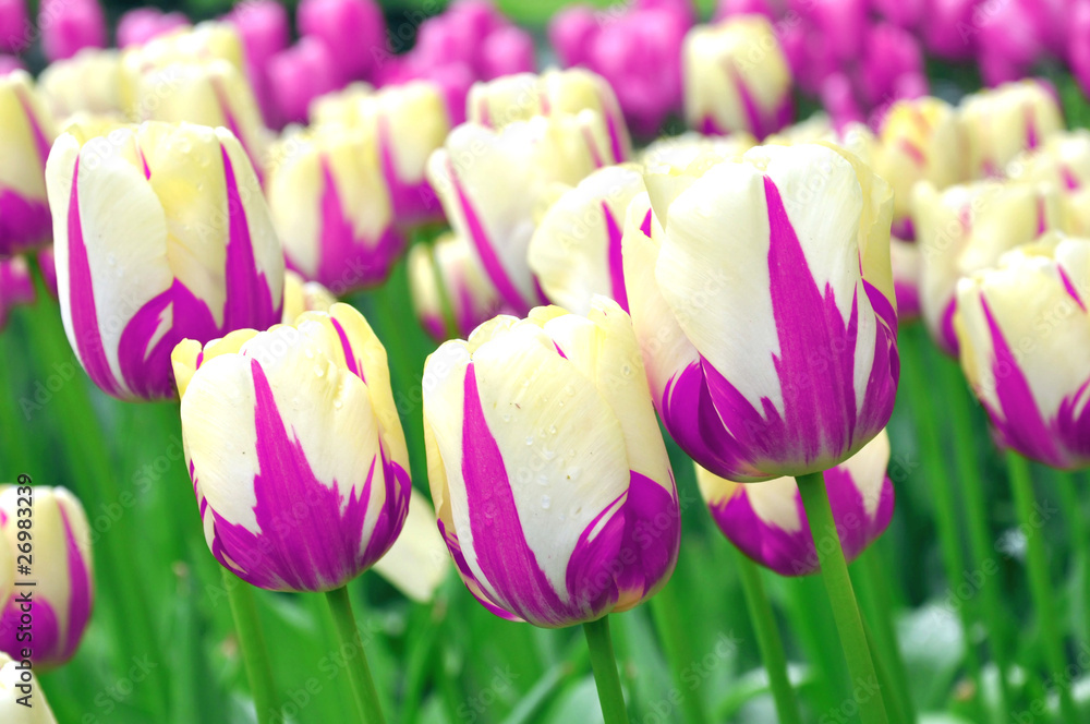 Fototapeta premium Pink and white tulips