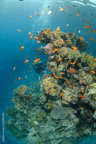 Fototapeta Naklejka Na Ścianę i Meble -  Tropical coral reef scene