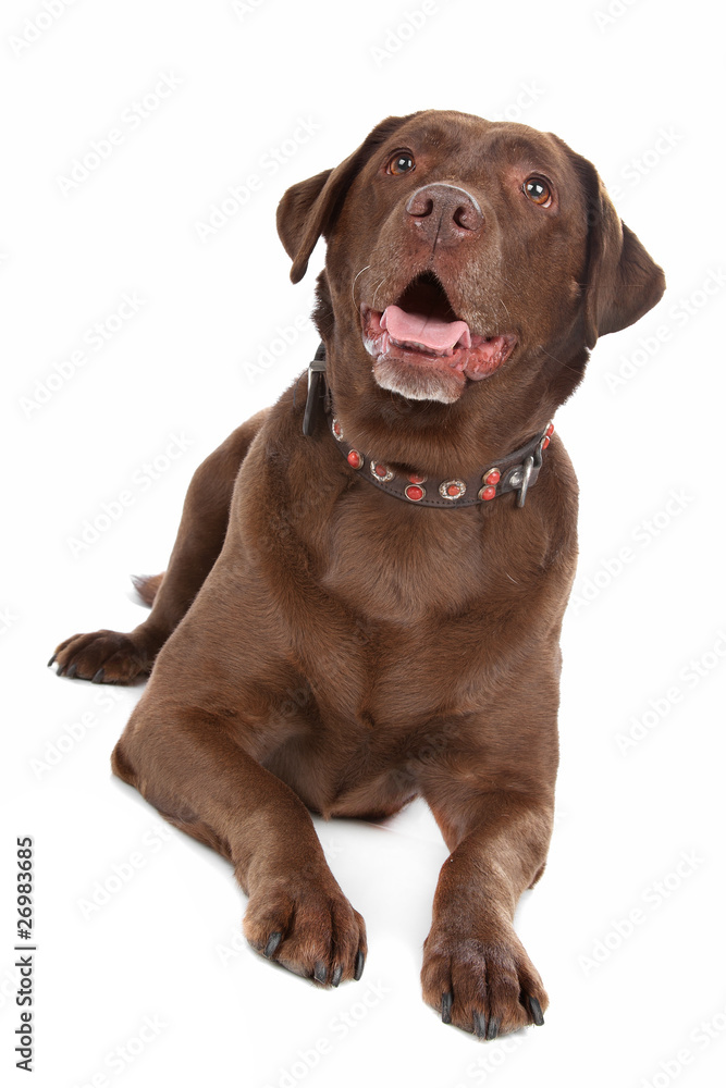 Chocolate Labrador
