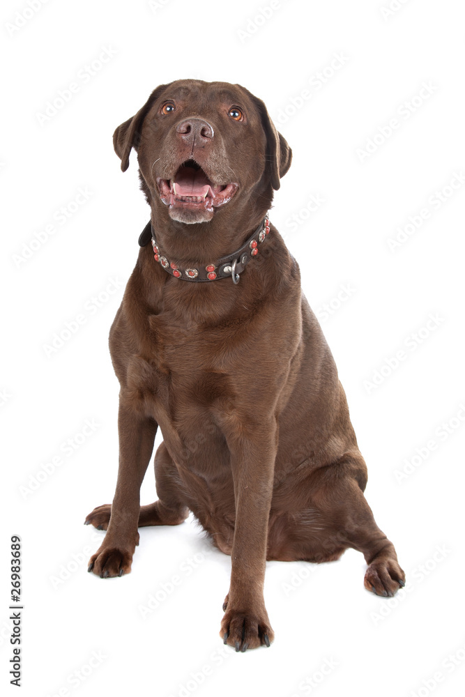 Chocolate Labrador