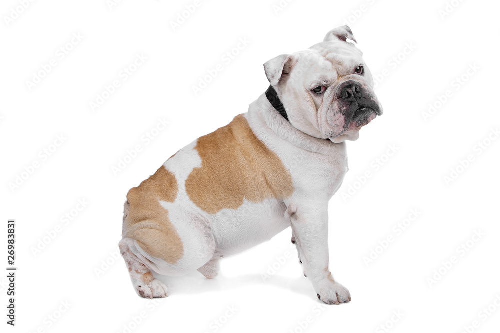 Obraz premium Bulldog