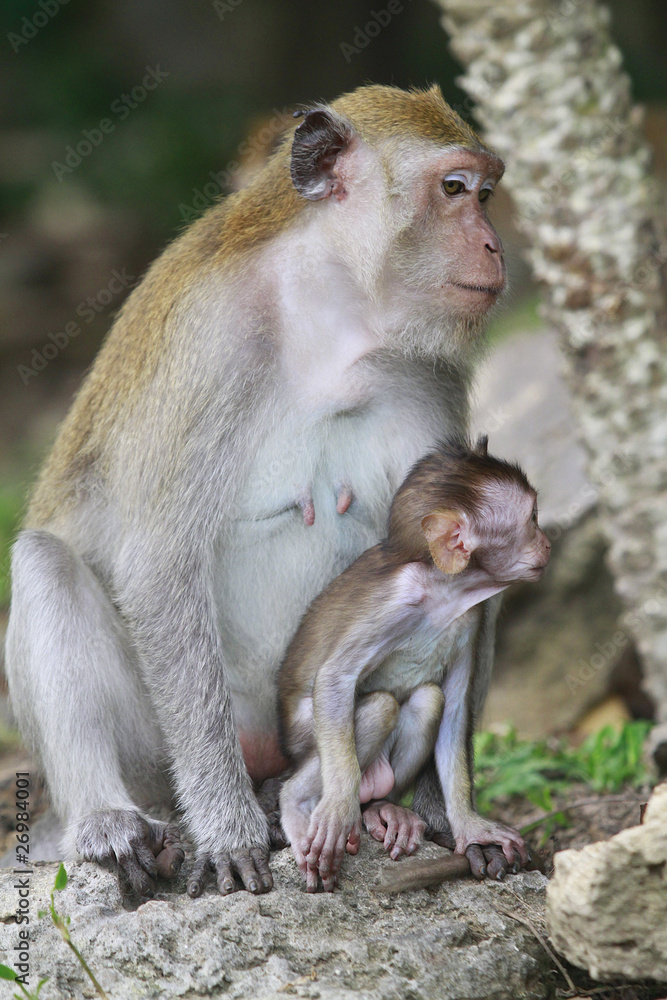 Naklejka premium monkey