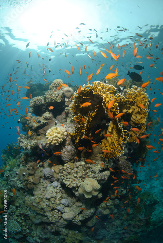 Tropical coral reef scene