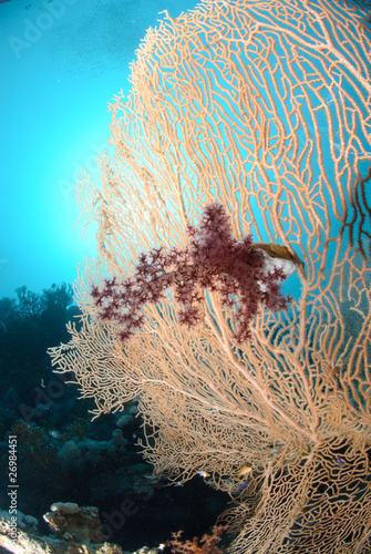 Giant georgonian fan coral