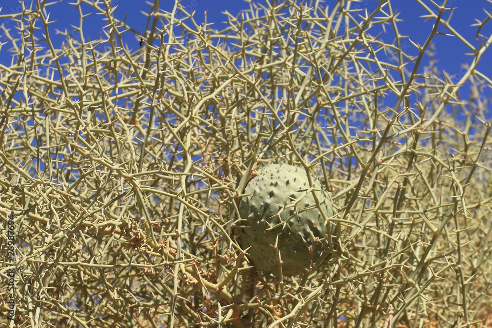 Obraz premium Nara (fruit de Namibie)