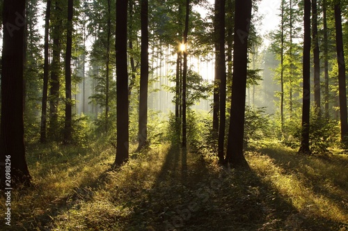 Fototapeta Naklejka Na Ścianę i Meble -  Sunlight falling into the misty spring forest at dawn