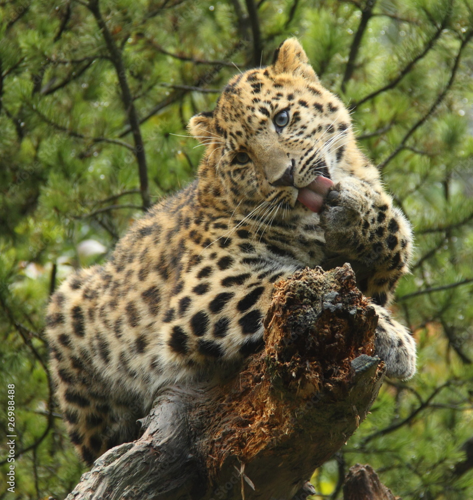 Fototapeta premium Léopard