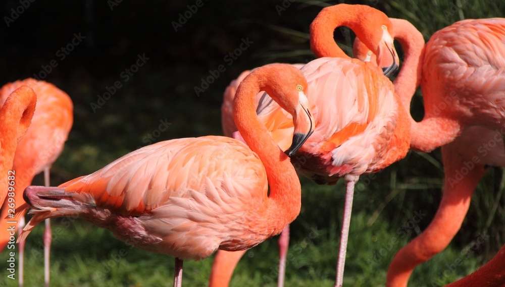 Flamants roses