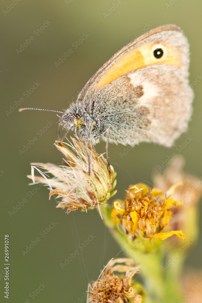 Fototapeta premium papillon sur petite fleur