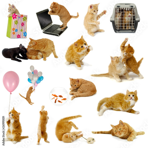 Fototapeta Naklejka Na Ścianę i Meble -  Cat collection on white background