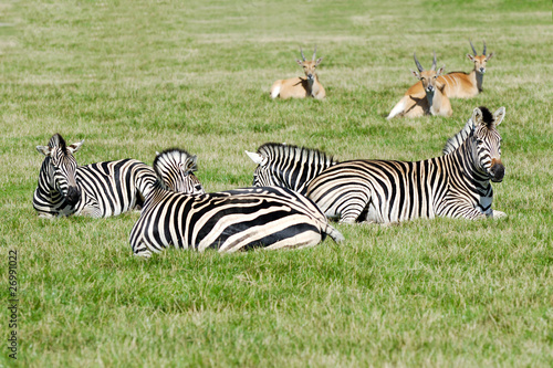 Group of zebras