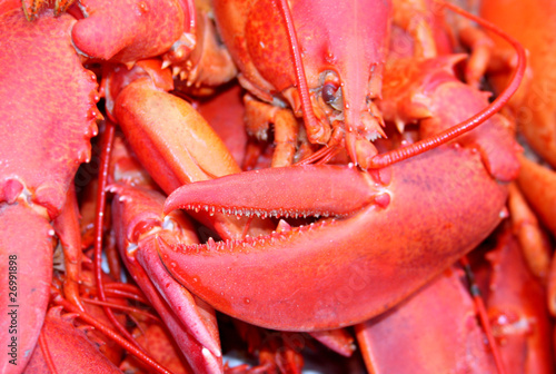 lobster claw background photo