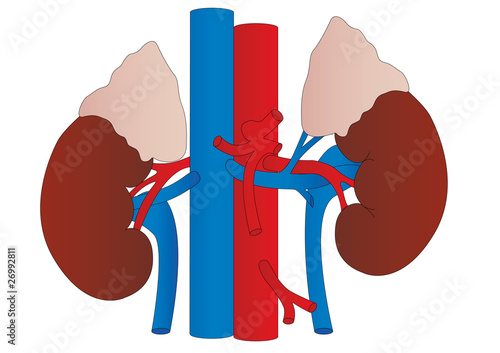 Vector human kidneys medicine anatomy