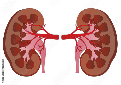 Vector human kidneys medicine anatomy