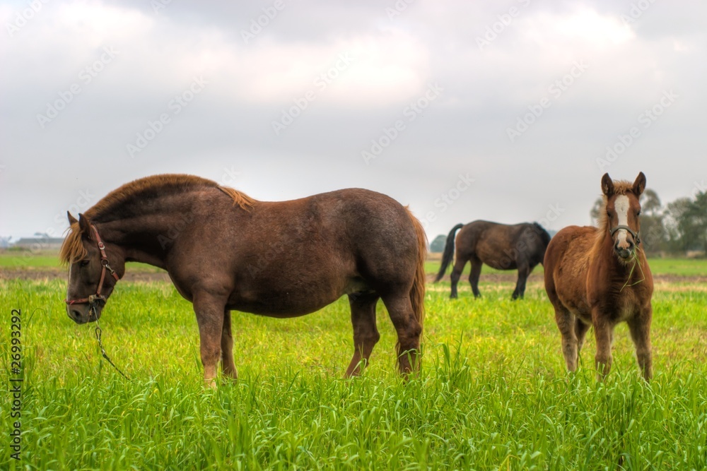 Fototapeta premium horse