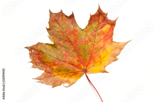 Single yellow and red autumn leaf