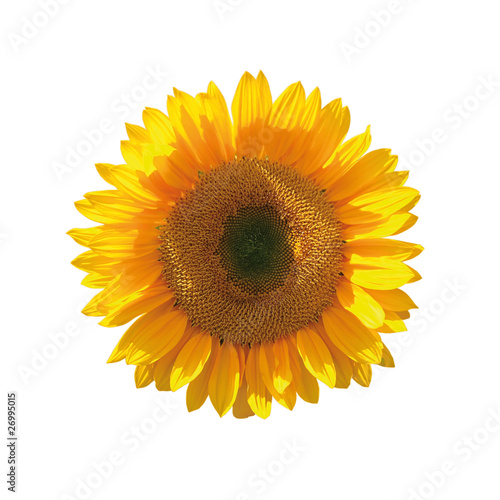 Fototapeta Naklejka Na Ścianę i Meble -  Yellow sunflower isolated