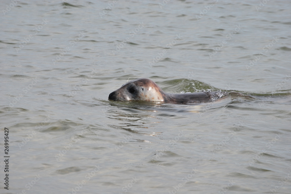 Fototapeta premium Seehund