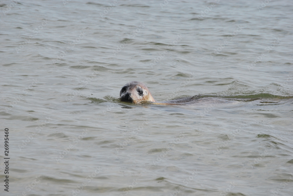 Fototapeta premium Seehund