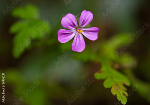 Macro of small purple flower