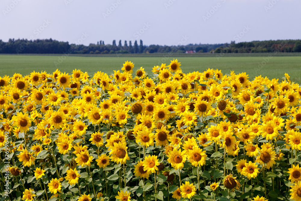 Fototapeta premium Sun flowers in the countryside