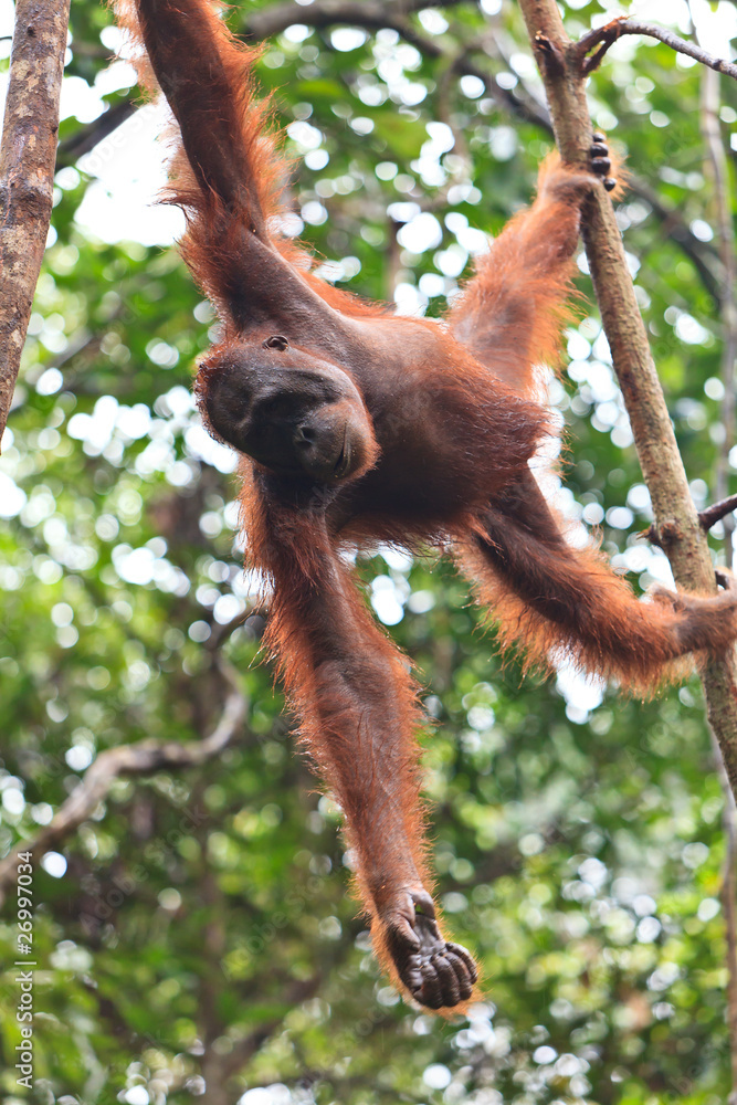 Female orang utan hanging in a tree Female orang utan hanging in a tree
