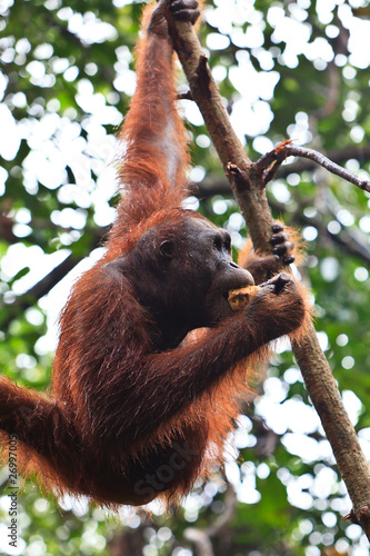 Female orang utan hanging in a tree © pwollinga