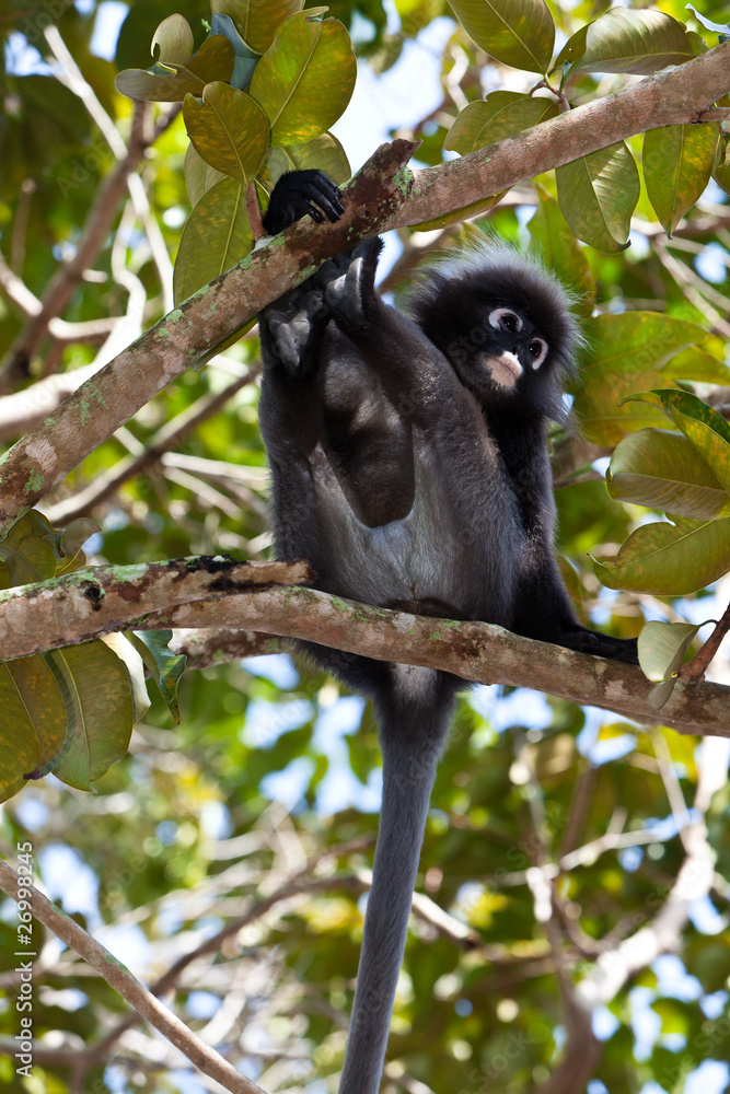 Naklejka premium Dusky leaf monkey sitting in a tree