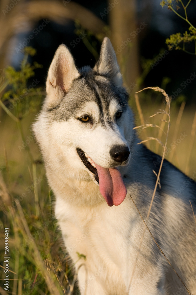 dog dog