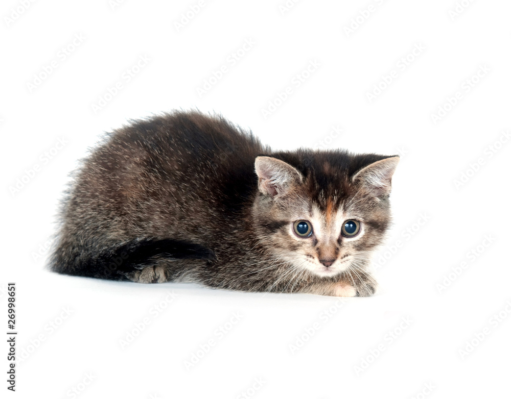 tabby kitten on white background