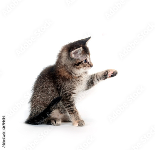 Tabby kitten swinging its paw