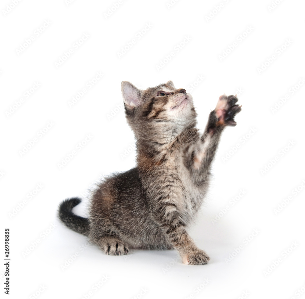 Tabby kitten swinging its paw Tabby kitten swinging its paw