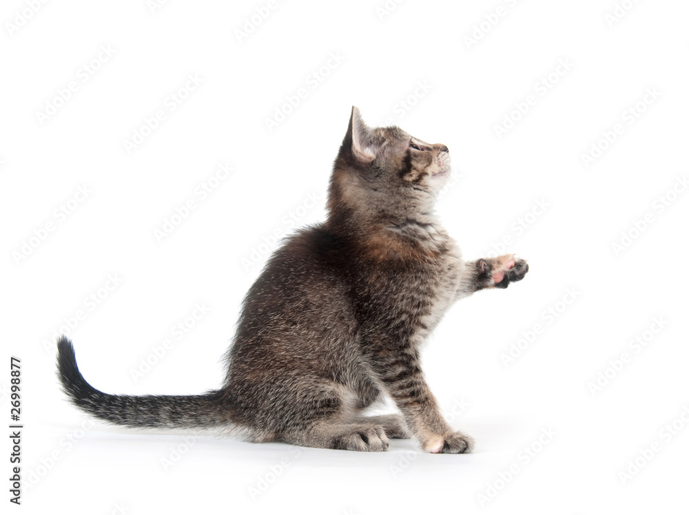 Tabby kitten swinging its paw