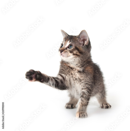 Tabby kitten swinging its paw