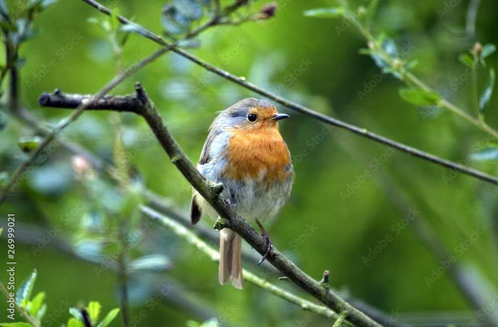Robin red breast Robin red breast