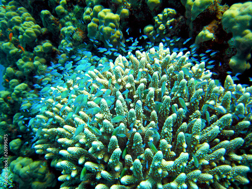 Koralle mit Schwarm kleiner Fische