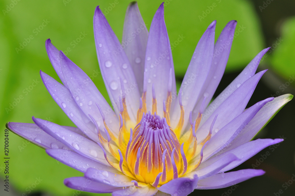 Violet color lotus flower
