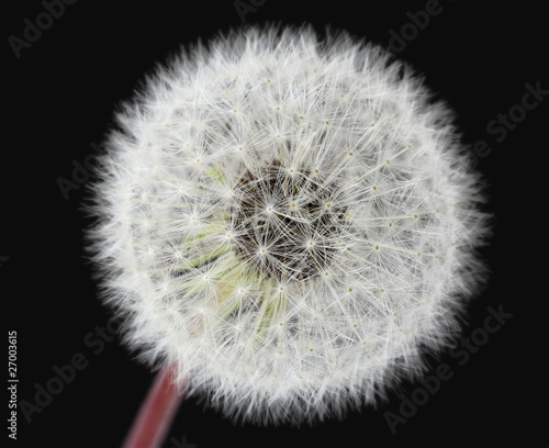 dandelion head isolated on black background