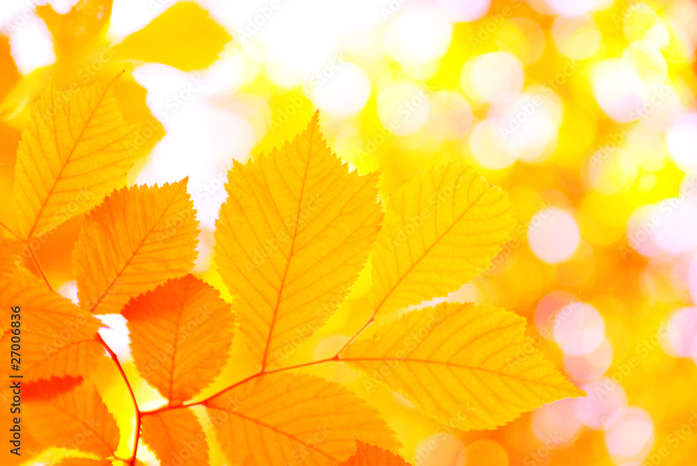 autumn leaves autumn leaves