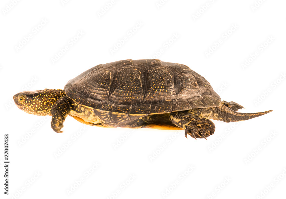 Turtle Turtle