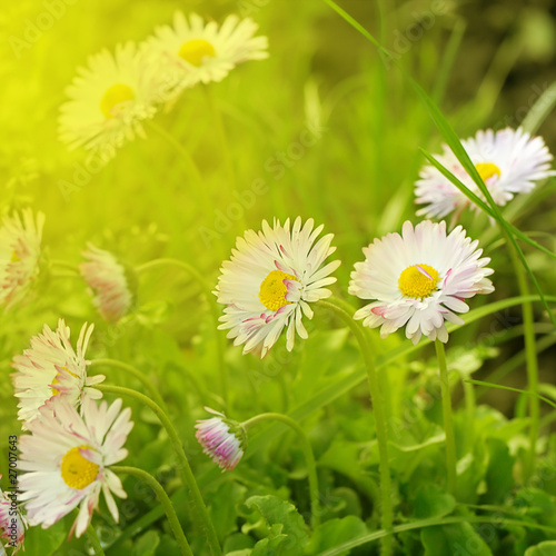 Foto zasłona trawa aromaterapia stokrotka piękny