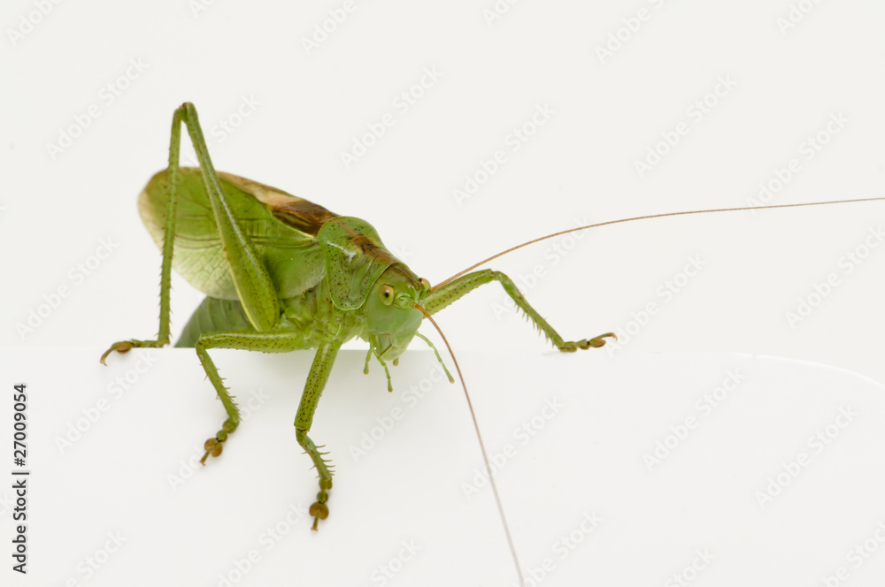 Grasshopper sitting on a blank space watching Grasshopper sitting on a blank space watching