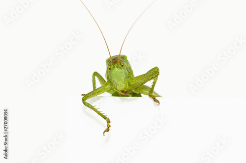 Grasshopper sitting on a blank space watching
